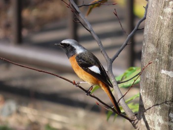 Daurian Redstart 多摩川 Sun, 2/12/2023