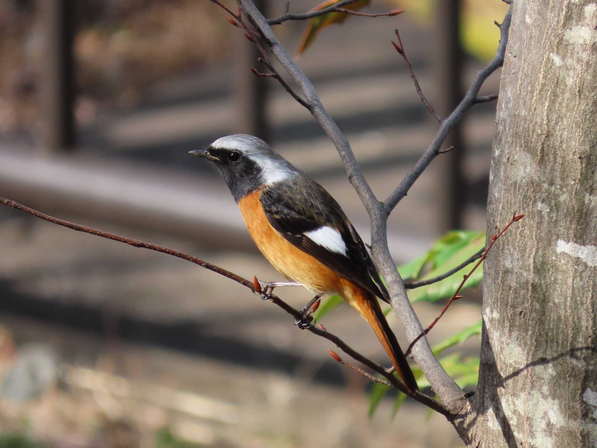 Photo of Daurian Redstart at 多摩川 by ゆづ
