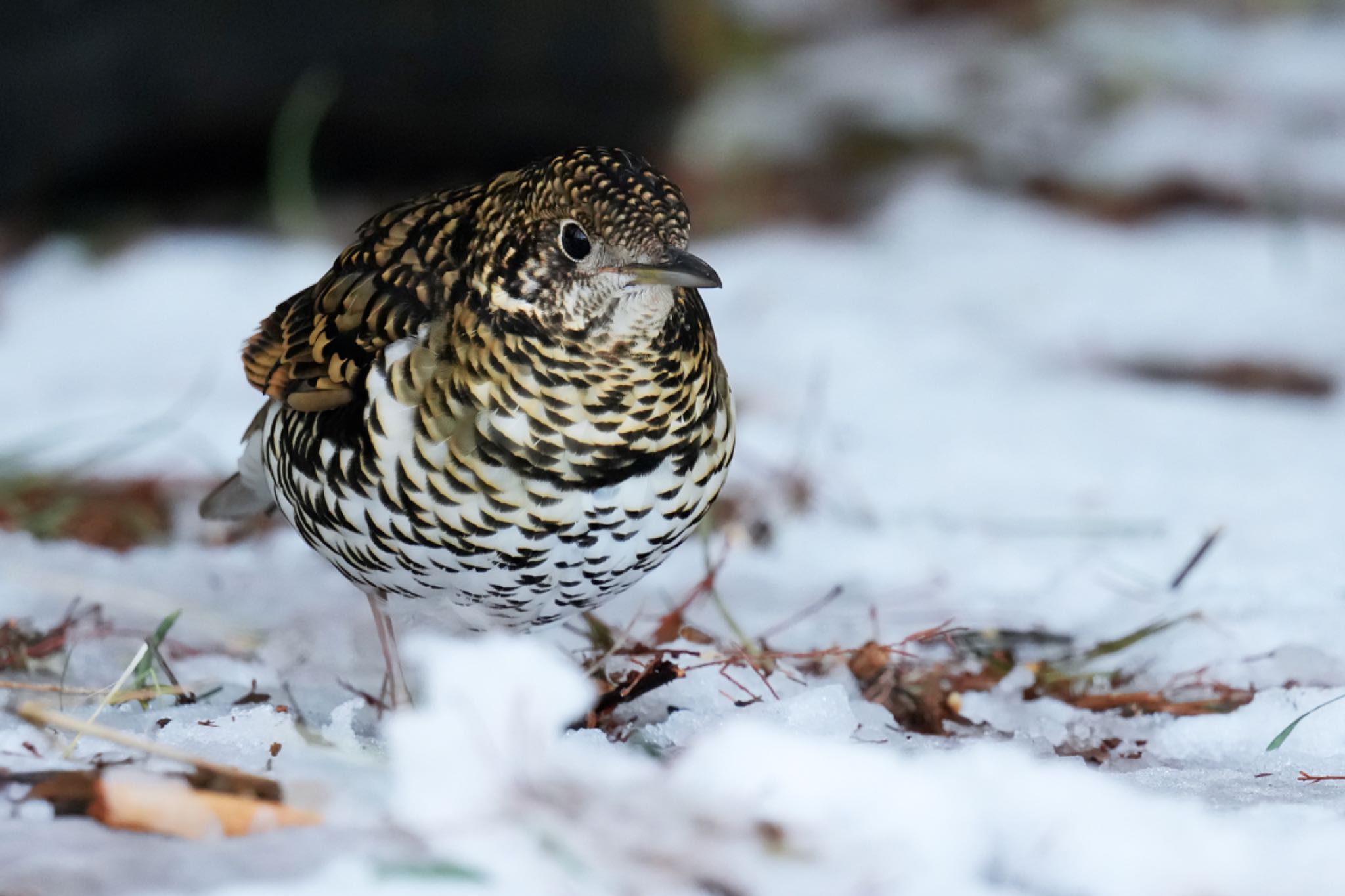 White's Thrush