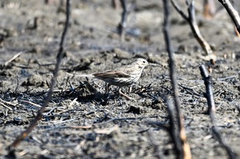 タヒバリ 秋ヶ瀬公園 2023年2月12日(日)