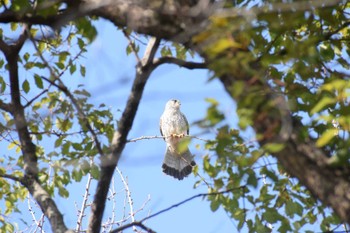 Common Kestrel Osaka castle park Sun, 2/12/2023