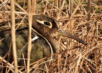 Greater Painted-snipe Mizumoto Park Sun, 2/12/2023