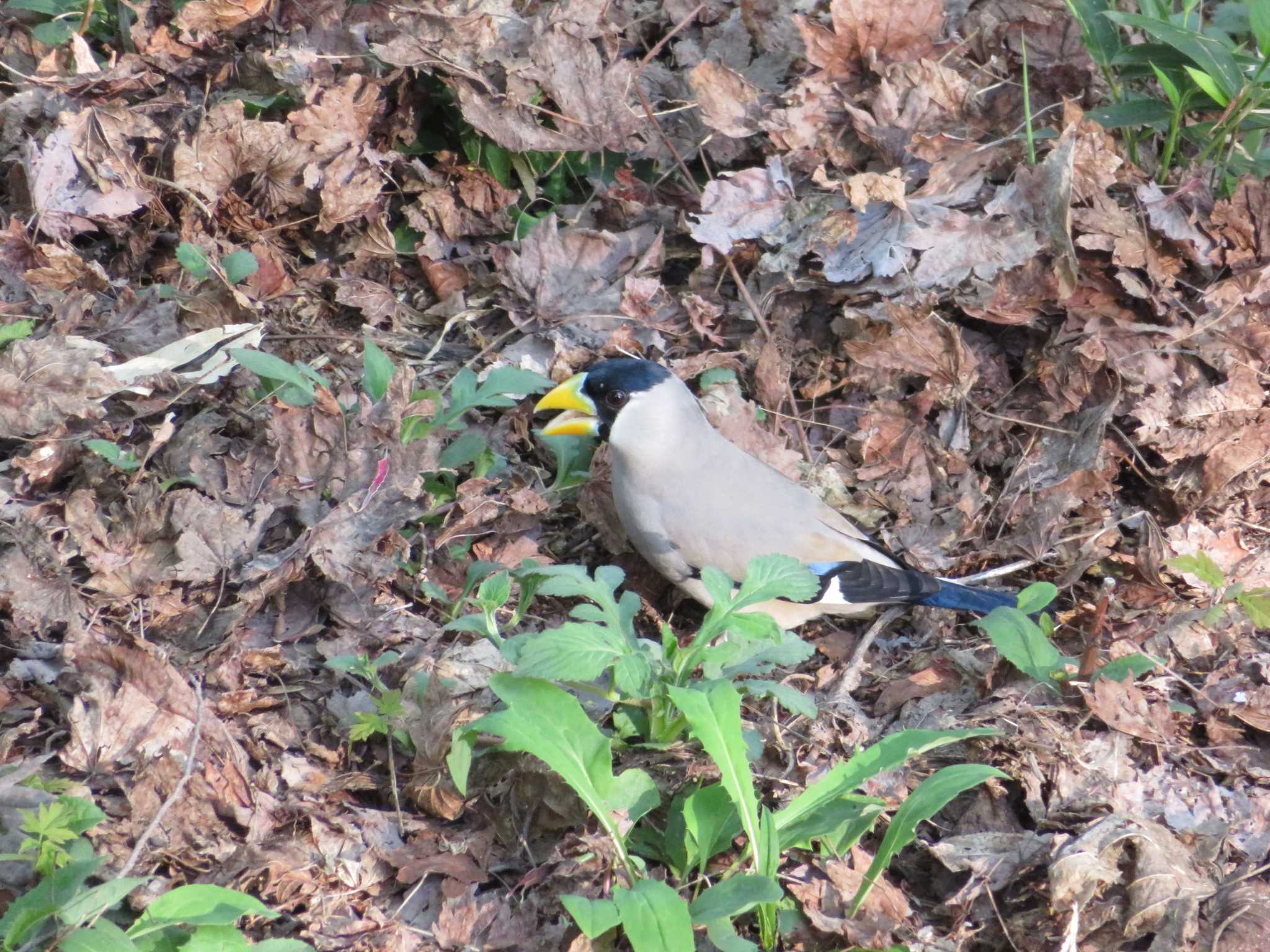 Photo of Japanese Grosbeak at 倶利伽羅県定公園 by nari