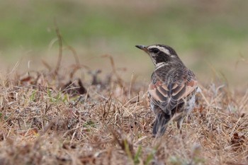 Dusky Thrush 駕与丁公園 Sat, 2/11/2023