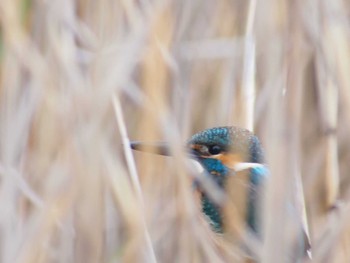 Common Kingfisher 市場池公園 Sat, 2/11/2023