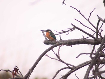 Common Kingfisher 市場池公園 Sat, 2/11/2023