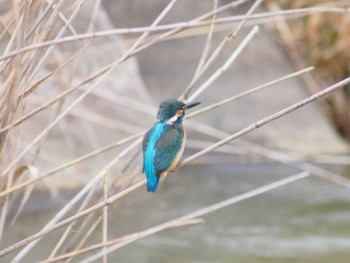 カワセミ 市場池公園 2023年2月11日(土)