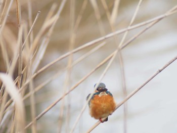 Common Kingfisher 市場池公園 Sat, 2/11/2023