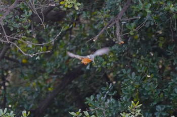 2023年2月12日(日) 万代池の野鳥観察記録