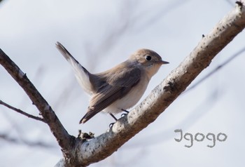 Red-breasted Flycatcher 埼玉県 Sat, 2/4/2023