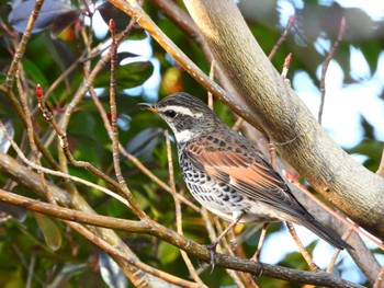 Dusky Thrush マイフィールドa Sat, 2/11/2023