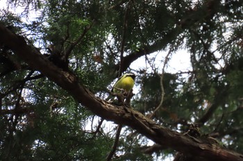 2023年2月12日(日) 都内の野鳥観察記録