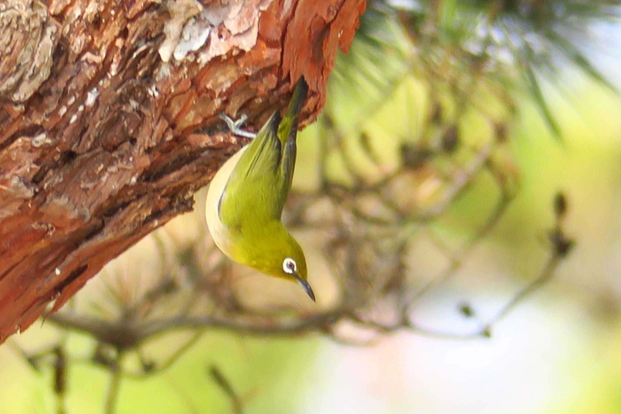 Photo of Warbling White-eye at  by わきわき