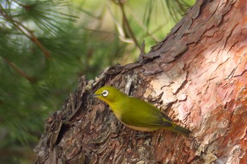 Warbling White-eye Unknown Spots Sun, 2/12/2023