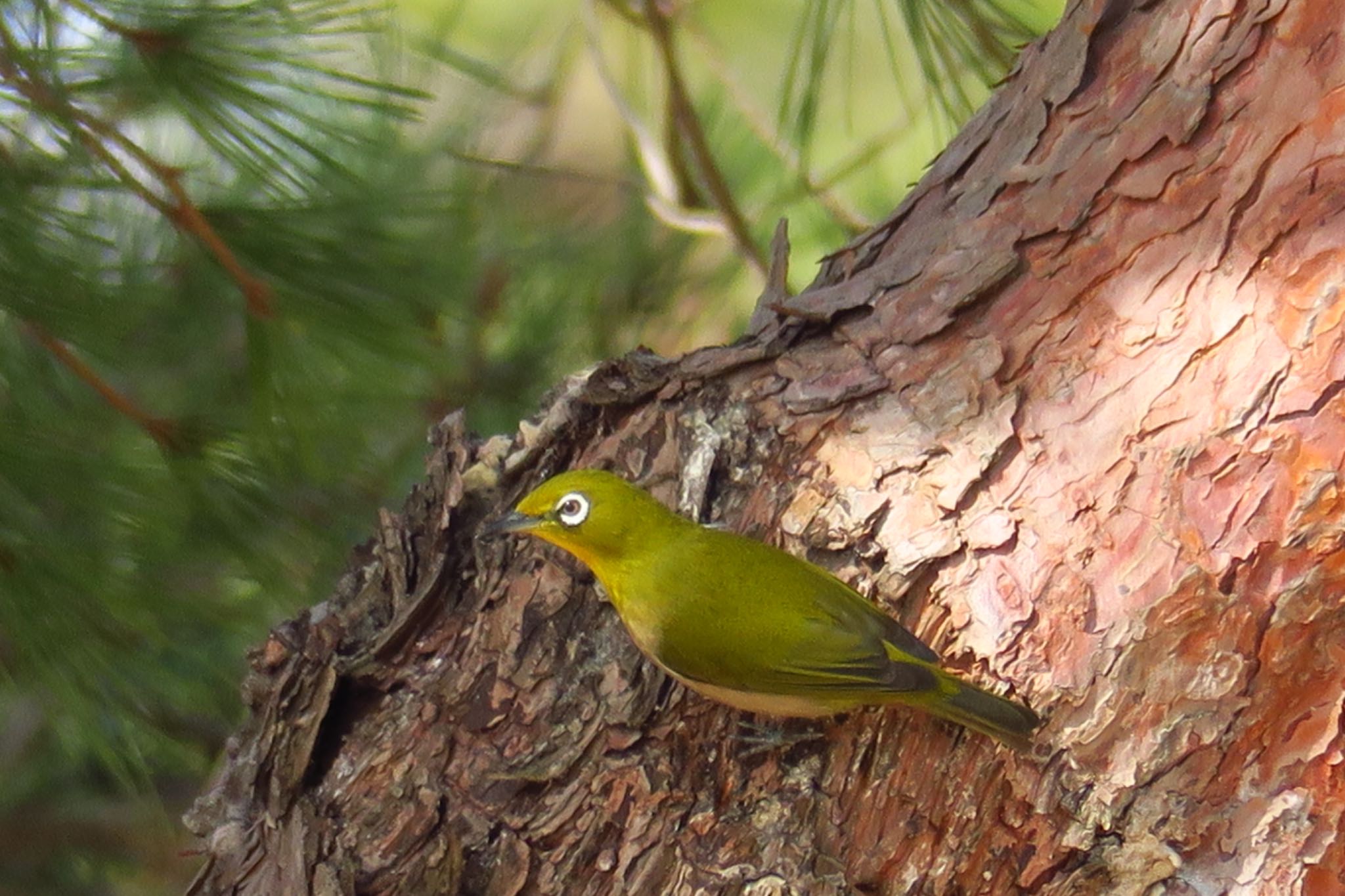 Photo of Warbling White-eye at  by わきわき