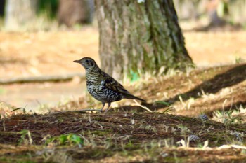 White's Thrush Unknown Spots Sun, 2/12/2023