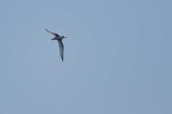 2018年4月21日(土) 東京港野鳥公園の野鳥観察記録