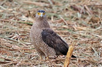 Crested Serpent Eagle Ishigaki Island Mon, 2/6/2023