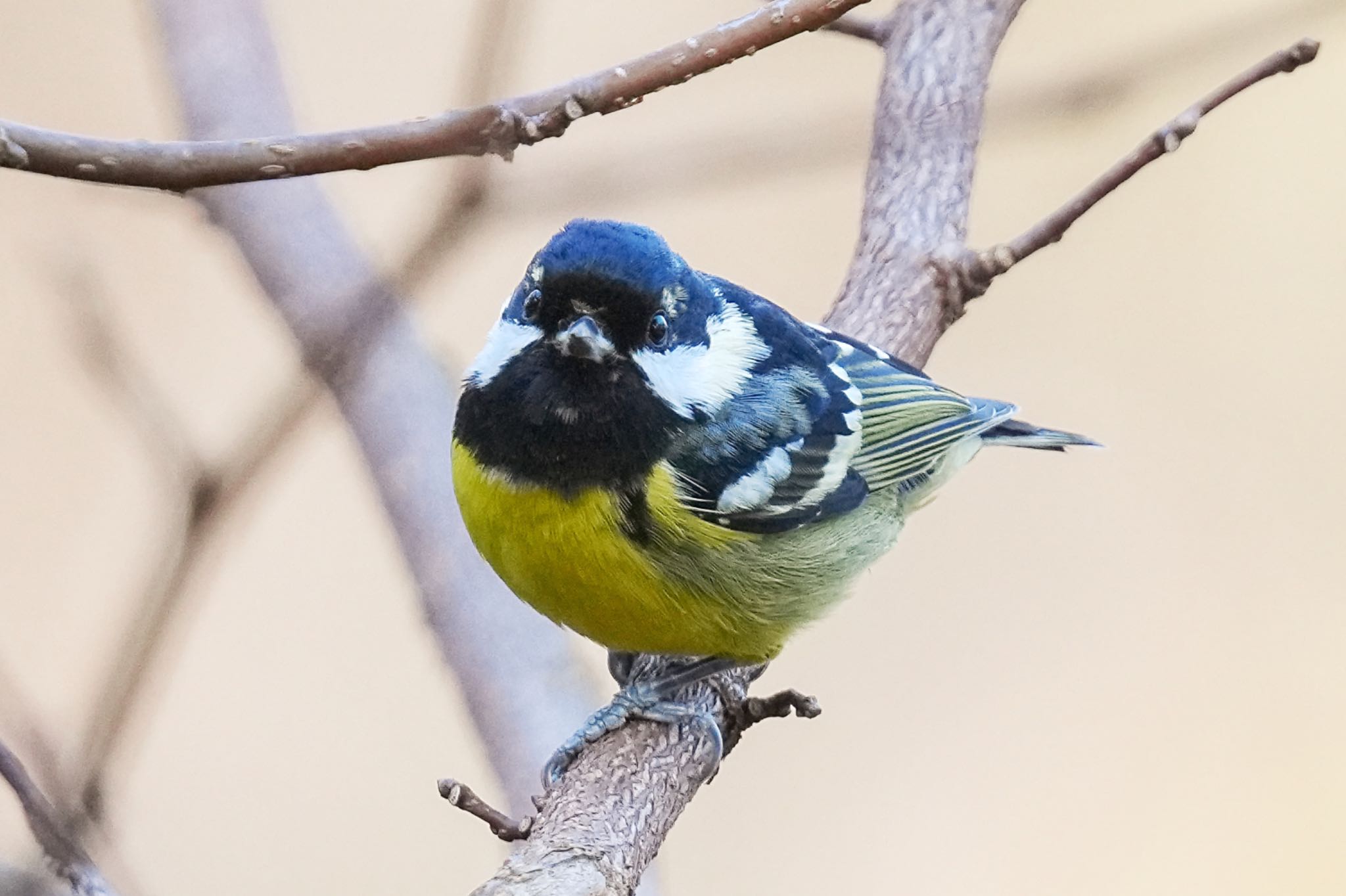 Yellow-bellied Tit