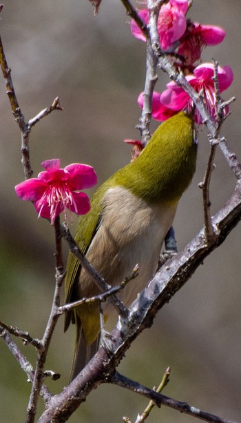 Warbling White-eye 都田総合公園 Sun, 2/12/2023