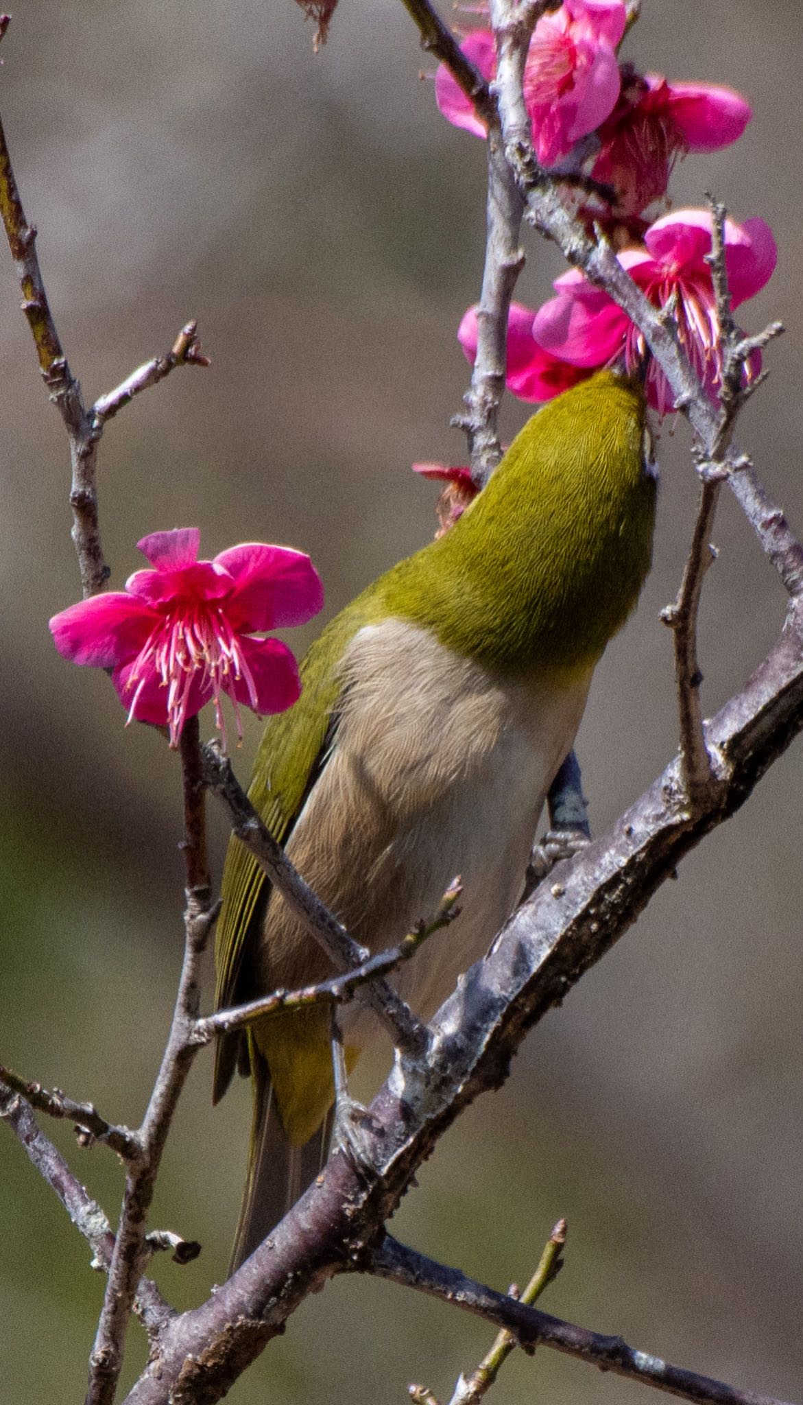 Photo of Warbling White-eye at 都田総合公園 by はる