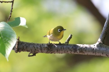 メジロ 大阪城公園 2018年4月21日(土)