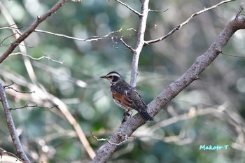 ツグミ 東村山中央公園 2023年2月12日(日)