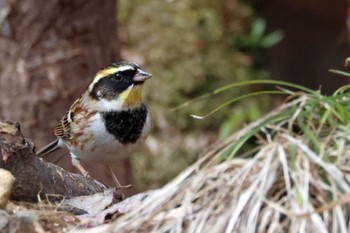 Sun, 2/12/2023 Birding report at 各務野自然遺産の森