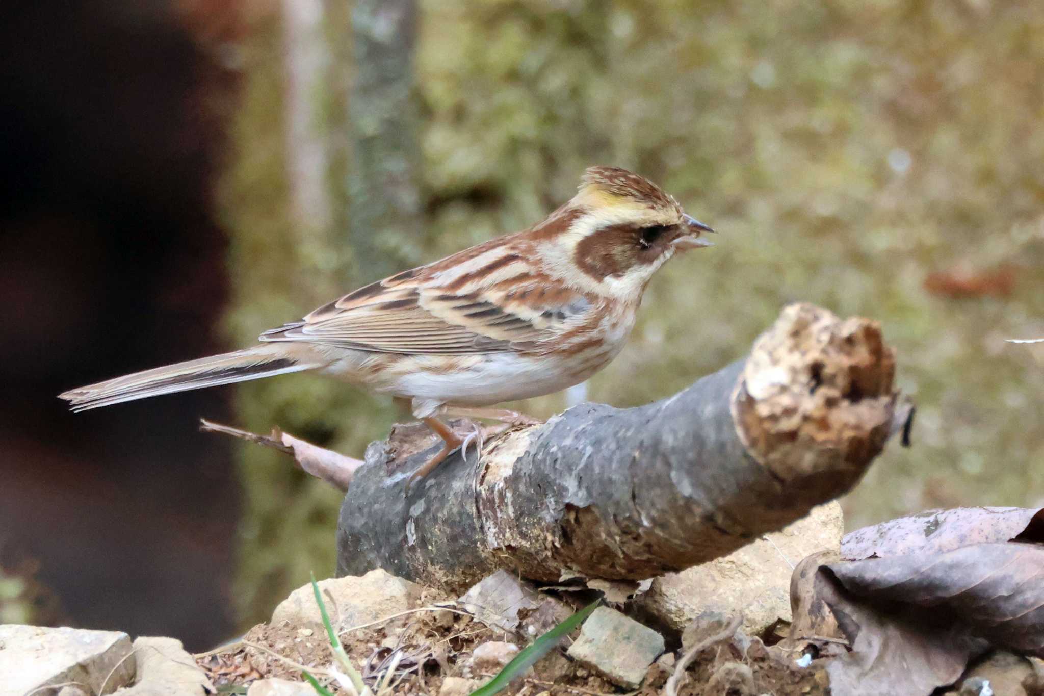 Yellow-throated Bunting