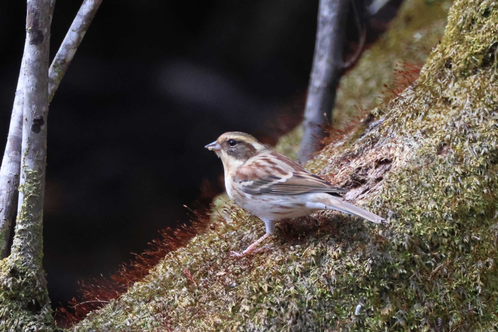 Yellow-throated Bunting