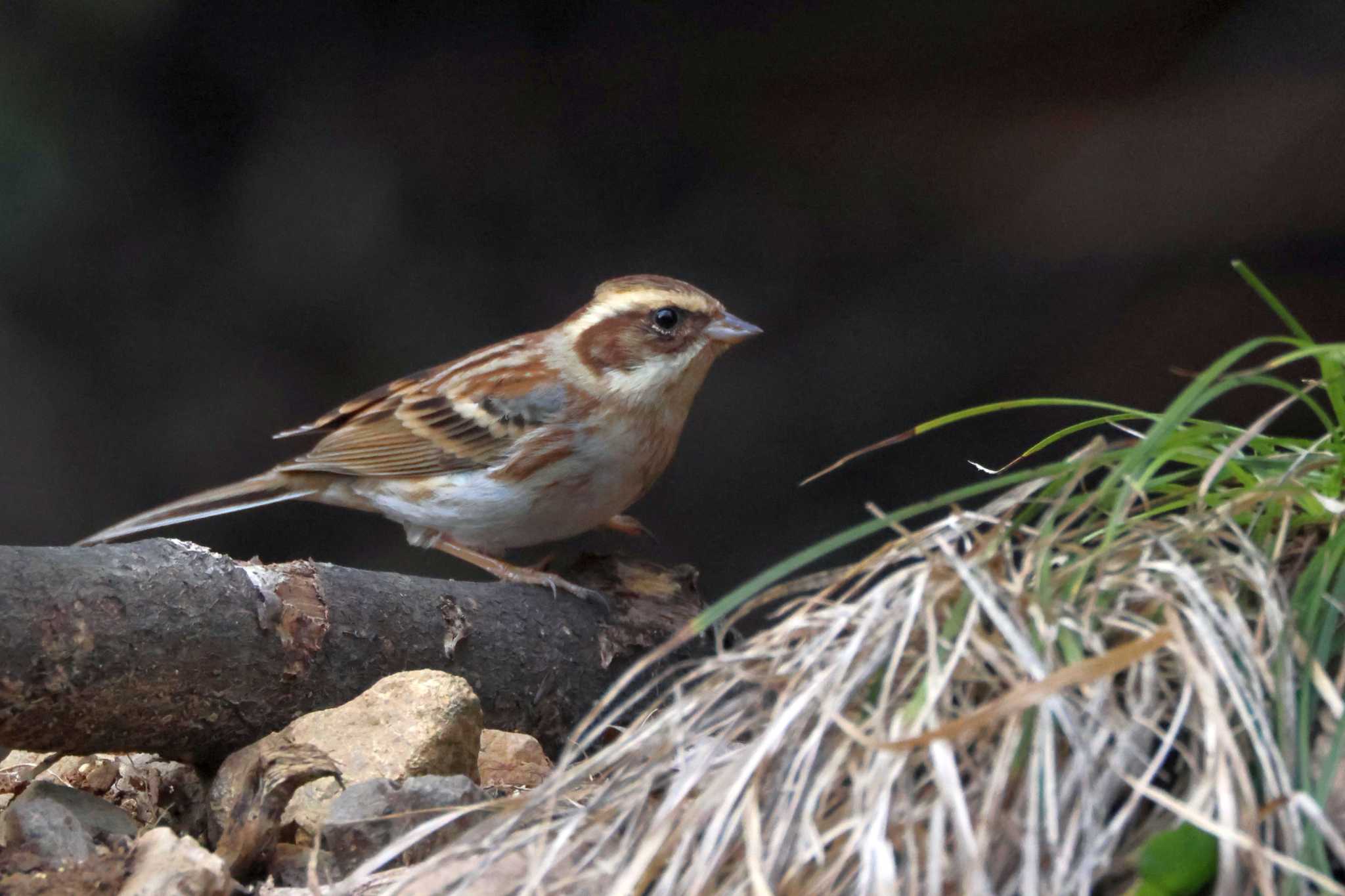 Yellow-throated Bunting