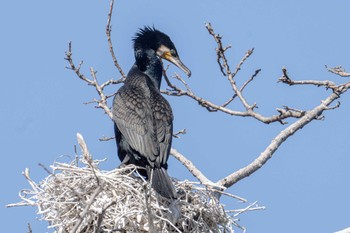 カワウ 弥富野鳥園 2023年2月5日(日)