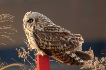 Short-eared Owl 江戸川 Unknown Date