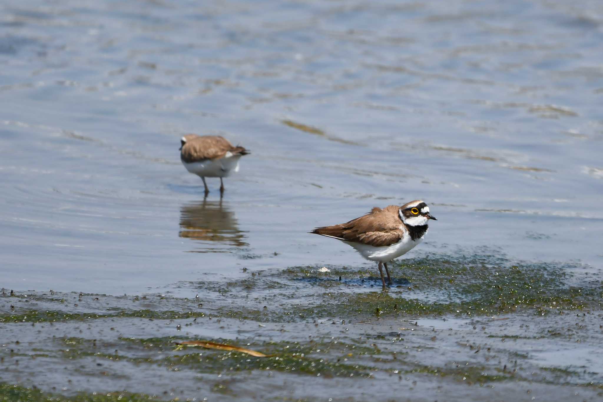 Photo of Little Ringed Plover at Tokyo Port Wild Bird Park by 024minion