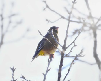 オオカワラヒワ 奈良市水上池 2023年2月5日(日)