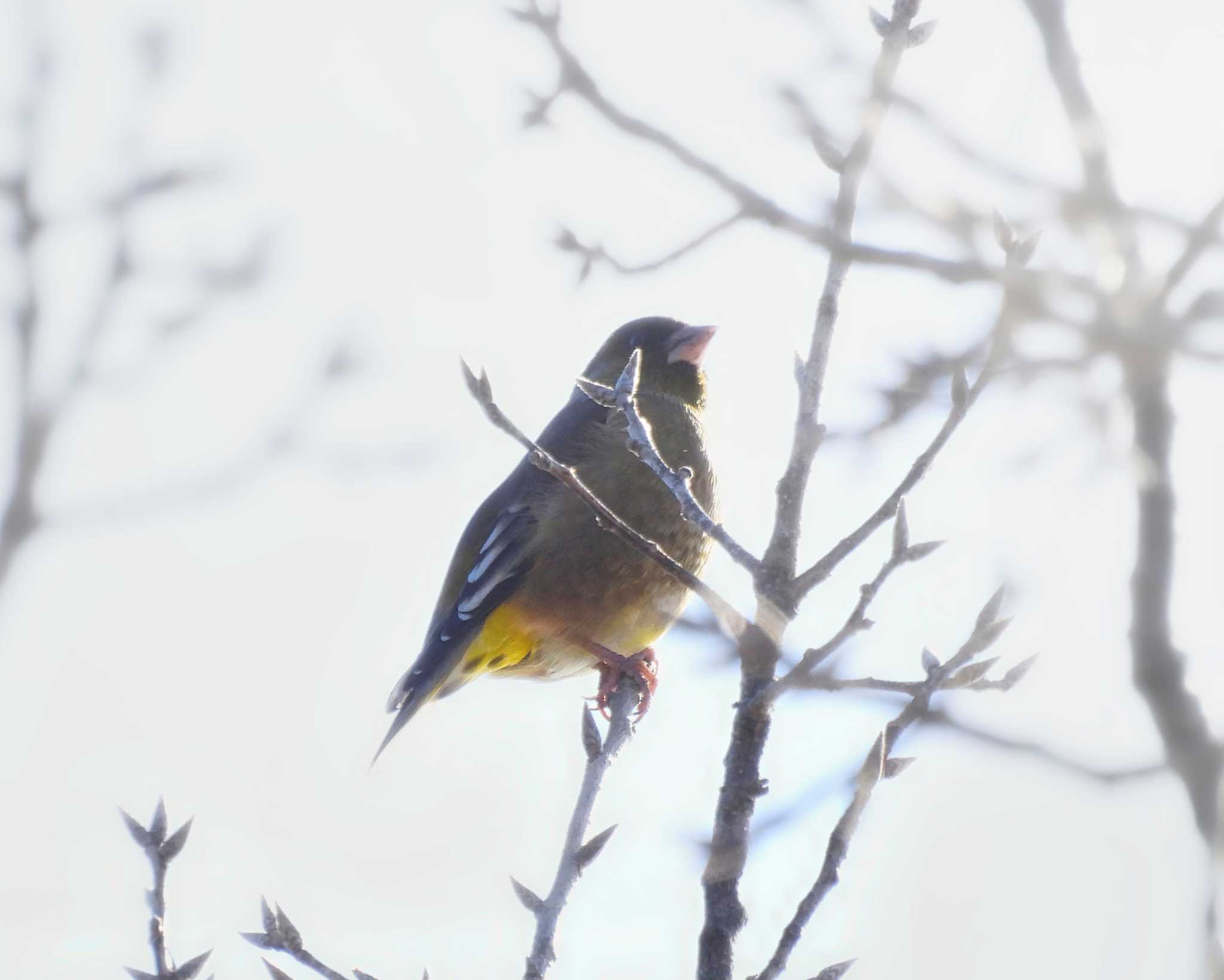 Photo of Oriental Greenfinch(kawarahiba) at 奈良市水上池 by nｰ notari