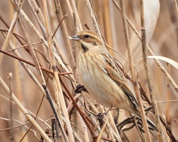 Common Reed Bunting 平城宮跡 Tue, 2/7/2023