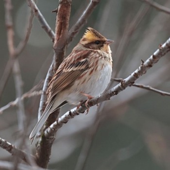 2023年2月12日(日) 多摩森林科学園の野鳥観察記録