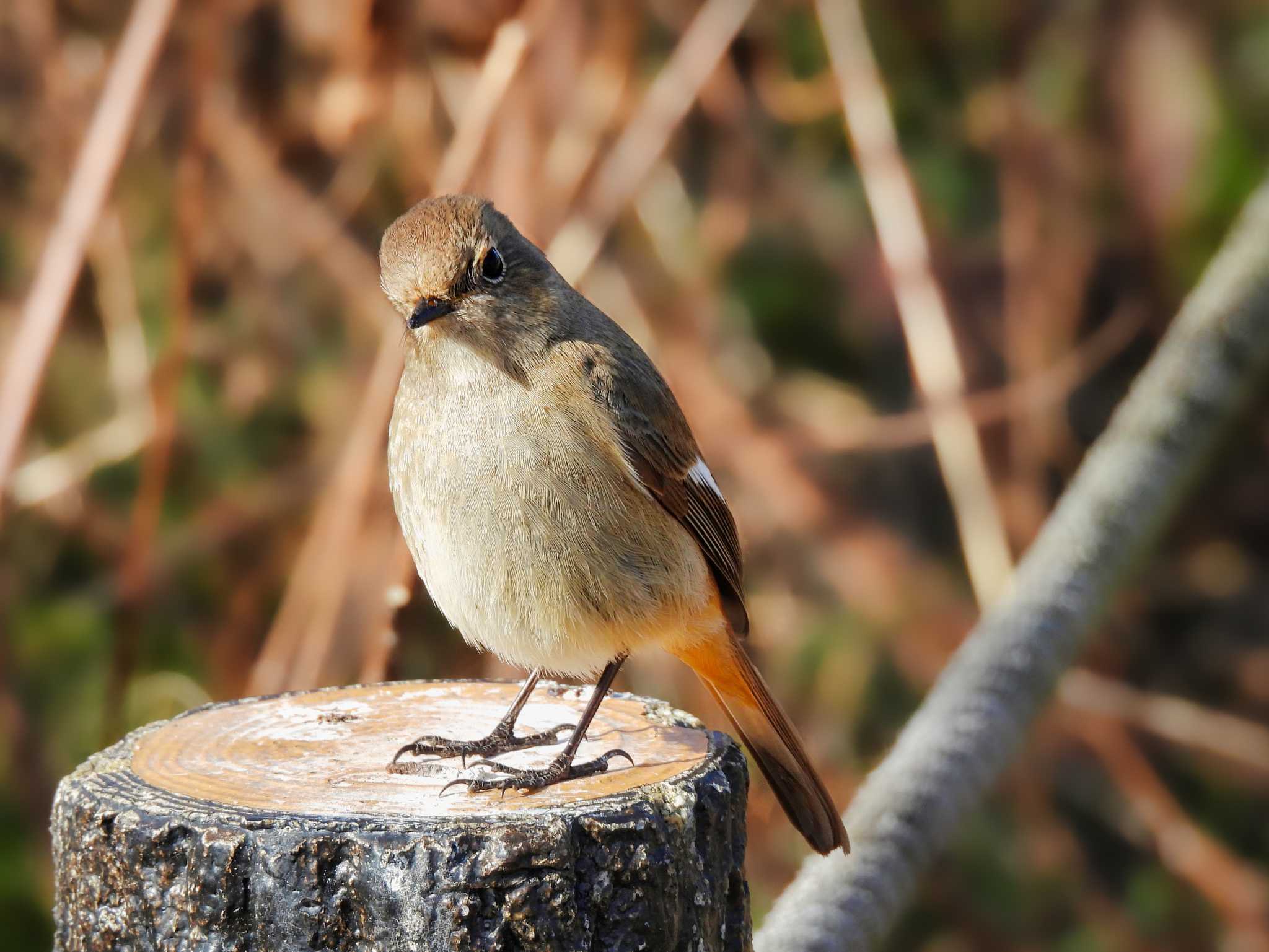 Photo of Daurian Redstart at 平城宮跡 by nｰ notari