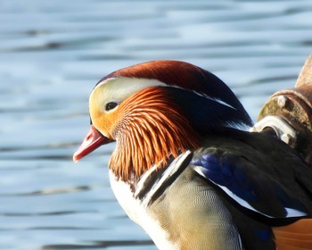 Mandarin Duck 京都府 Sun, 2/12/2023