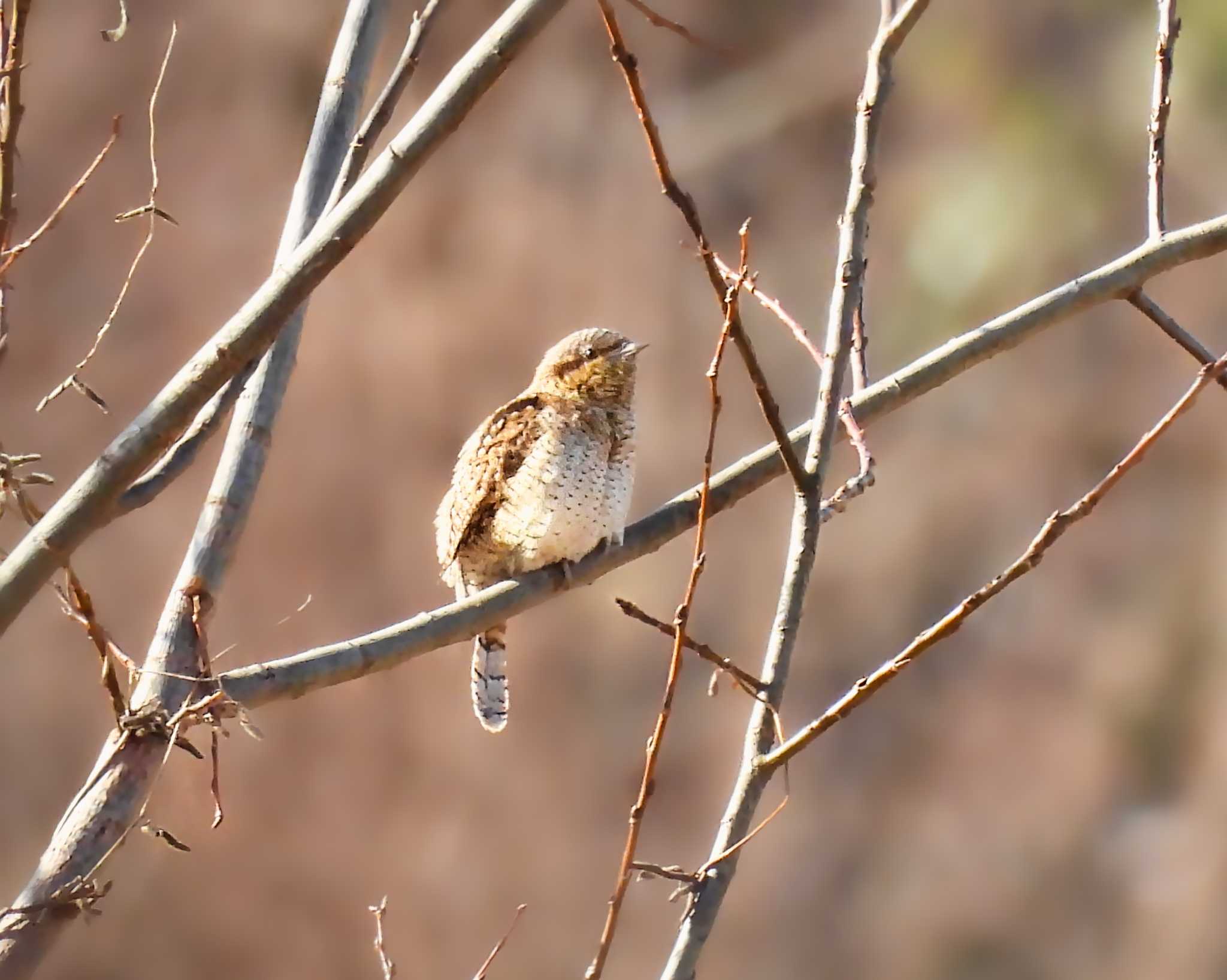 Photo of Eurasian Wryneck at 平城宮跡 by nｰ notari
