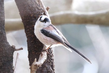 2023年2月12日(日) 早戸川林道の野鳥観察記録