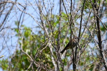Unknown Species Tokyo Port Wild Bird Park Sat, 4/21/2018