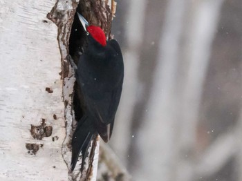 2023年2月12日(日) 真駒内公園の野鳥観察記録