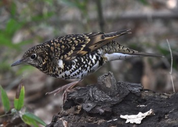 White's Thrush Akigase Park Sun, 2/12/2023