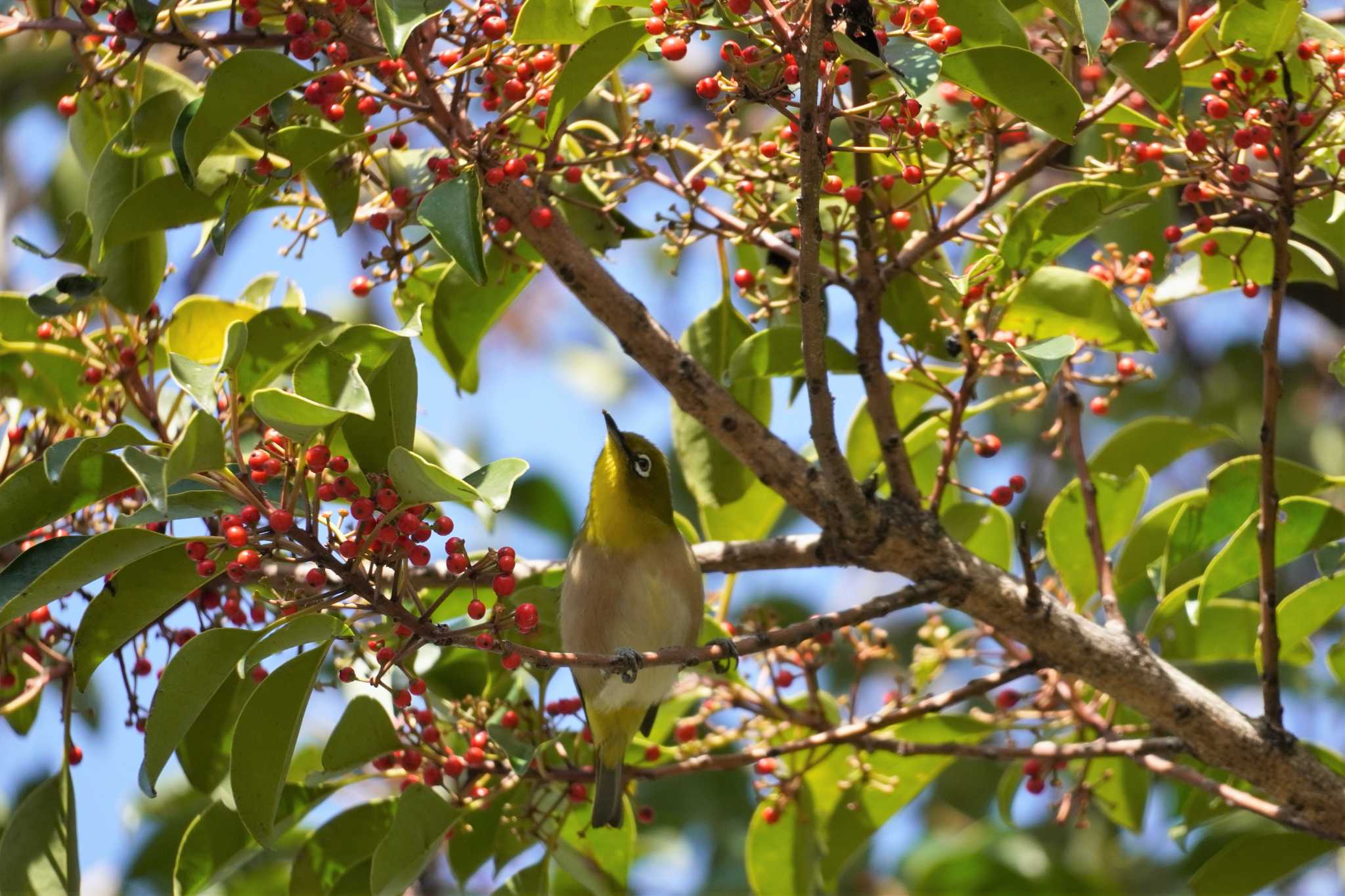 大阪南港野鳥園 メジロの写真 by jasmine