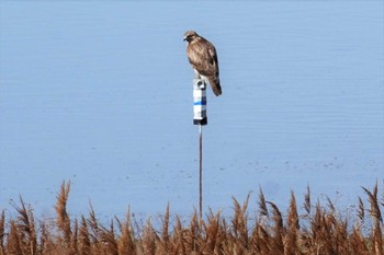 2023年2月12日(日) 大阪南港野鳥園の野鳥観察記録