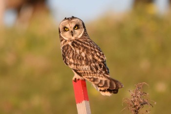 Sat, 2/11/2023 Birding report at 江戸川