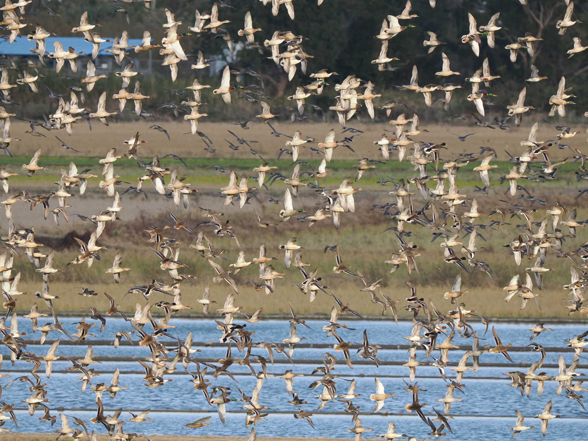 Photo of Northern Pintail at Izumi Crane Observation Center by エヌ