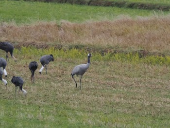 Common Crane Izumi Crane Observation Center Fri, 12/16/2022